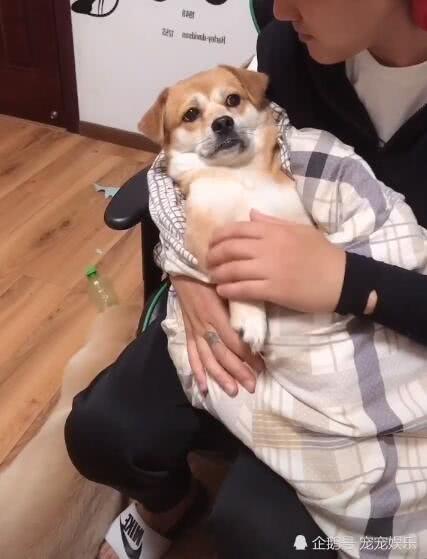 狗狗被当成婴儿，水壶被当成奶瓶，宝宝的待遇不一般