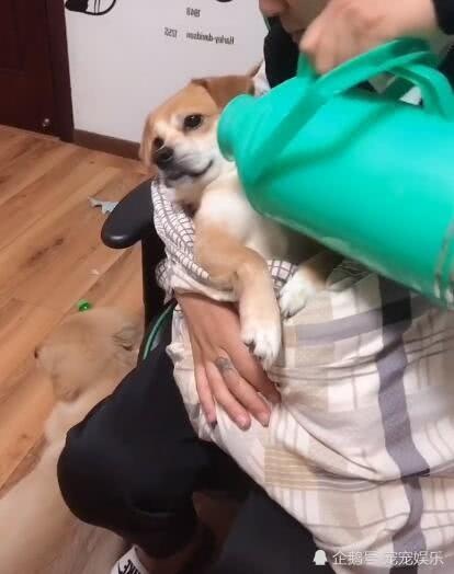 狗狗被当成婴儿，水壶被当成奶瓶，宝宝的待遇不一般