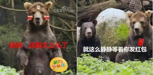 考拉竟然从来不喝水？这些动物冷知识你知道吗？