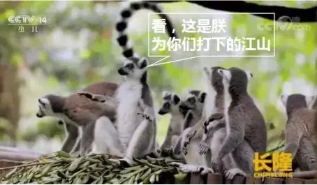 考拉竟然从来不喝水？这些动物冷知识你知道吗？