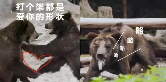 考拉竟然从来不喝水？这些动物冷知识你知道吗？