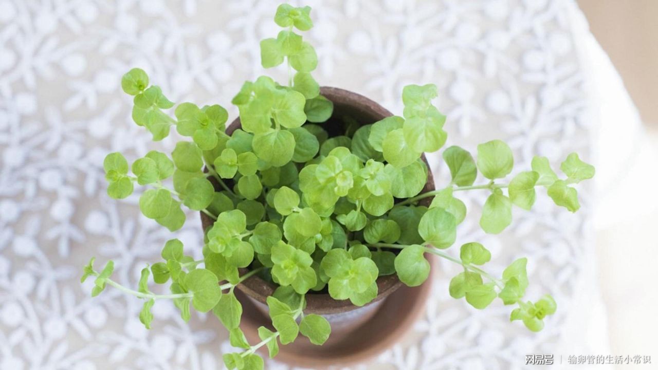 输卵管积水可以做试管婴儿吗？