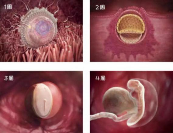 1-40周胎儿发育高清图，看完更觉孕育生命的奇妙，网友：可爱无疑