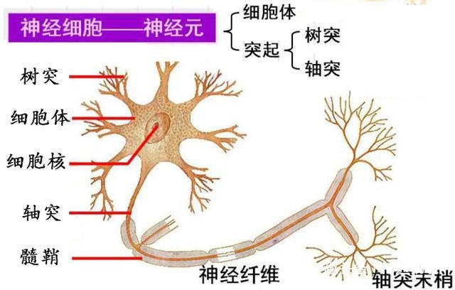 了解神经细胞的这个特点，父母就知道调皮捣蛋对儿童的发育多重要