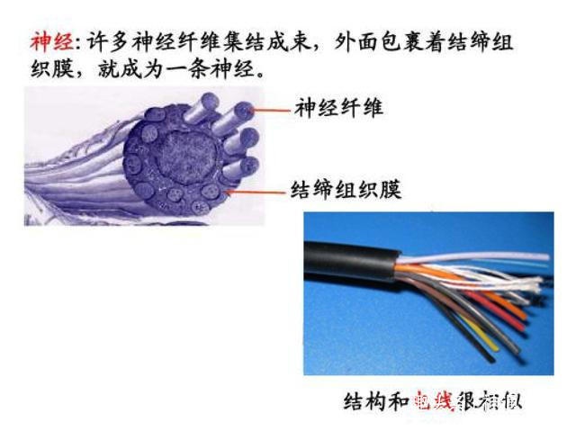 了解神经细胞的这个特点，父母就知道调皮捣蛋对儿童的发育多重要