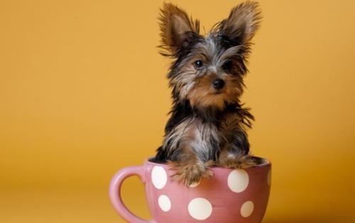 6万块的“茶杯犬”，看完生产手段，网友：爱狗请抵制茶杯犬