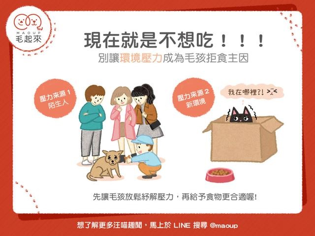 怕到不敢吃！毛孩压力大绝食2主因曝