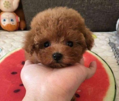 6万块的“茶杯犬”，看完生产手段，网友：爱狗请抵制茶杯犬