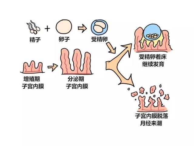 究竟为什么怀不上孩子？