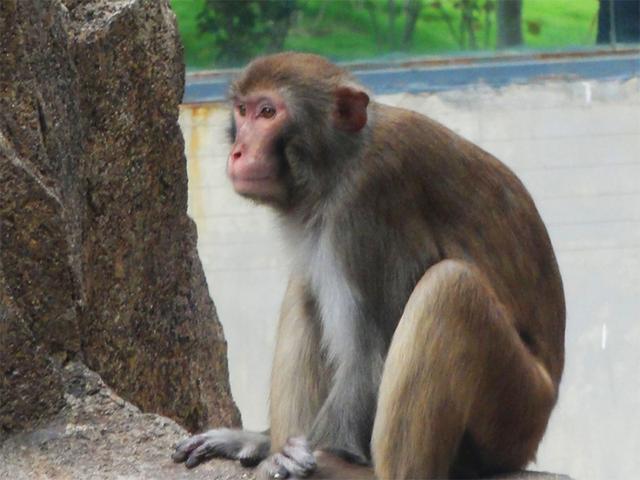 猴妈妈想让宝宝尽快学会走路，故意趴下观察，真是当妈的不容易啊