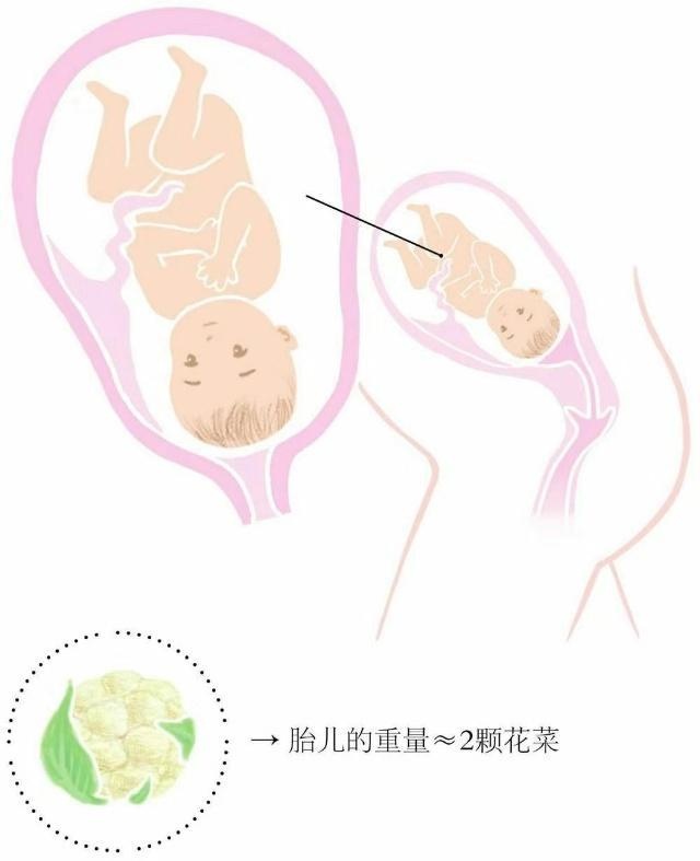 怀孕8个月，孕33周到36周，胎儿发育情况是怎样的？