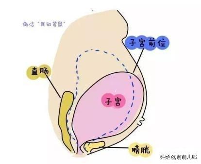 不显怀的人是因为宝宝小吗？为什么会有这种明显的差异呢