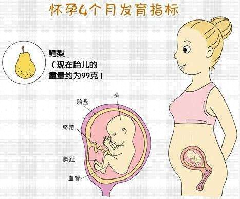 怀孕4个月的 时候，胎儿有多大？在肚子里都做些什么？