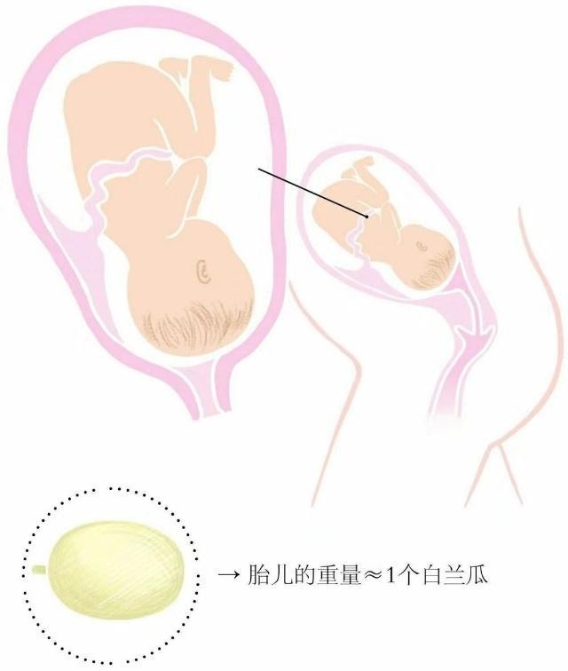 怀孕8个月，孕33周到36周，胎儿发育情况是怎样的？