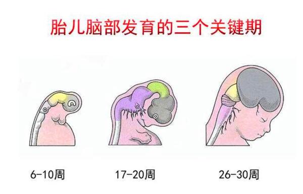 孕妇吃什么给胎儿补脑？6种常见食材，最能提升胎儿智力