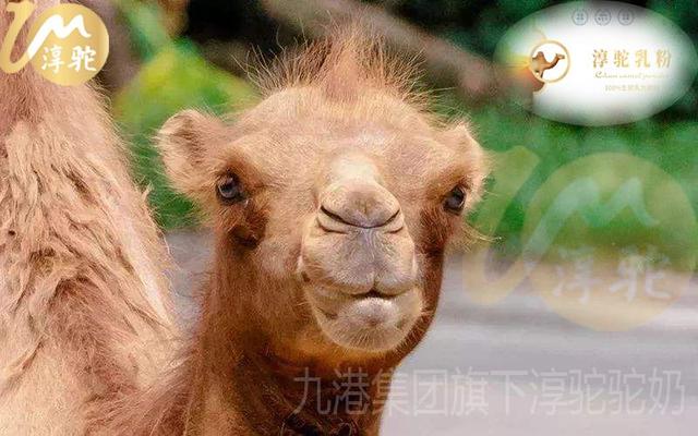 我为什么不建议你给婴儿喝骆驼奶粉