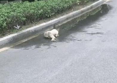 “佛系宝妈”放养式带娃火了，萌娃在泥坑中已“放飞自我”