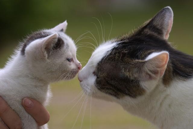 分享照顾小猫咪的技巧