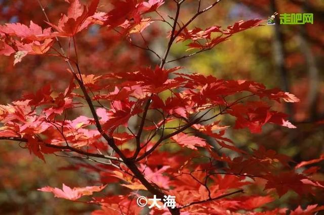 九月开往"中国最美秋天"的5条自驾路线,每一站都美得难以自拔