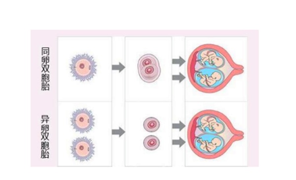 女生一月排一颗“卵子”，如何生双胞胎？做好4点可“一箭双雕”