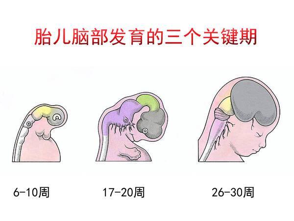 孕期什么时候给胎儿补脑最好？准妈妈别错过这5种常见的食物