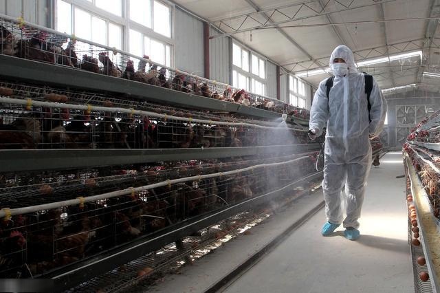 规模养鸡场到底该管的是什么？想清楚这些，少操90%的心
