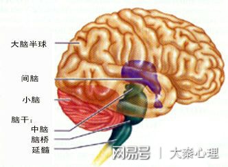 青少年学生大脑神经思维教练-青岛脑神经心理咨询专家良心执业