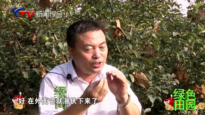 果园管理关键期，保果保叶要兼顾！