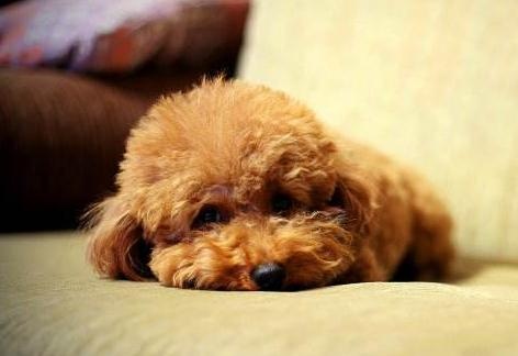想知道泰迪犬几岁了？可以从这4种方法去判断，收藏了