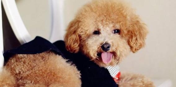 想知道泰迪犬几岁了？可以从这4种方法去判断，收藏了
