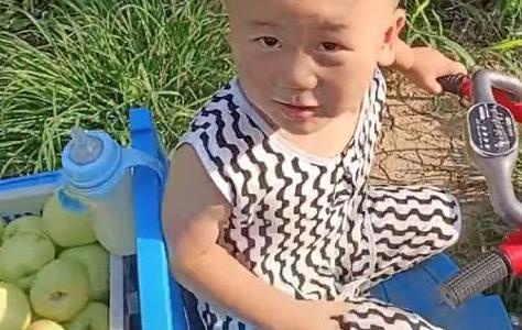 “老司机宝宝”开拖拉机拉苹果火了，喝奶不开车，开车不喝奶