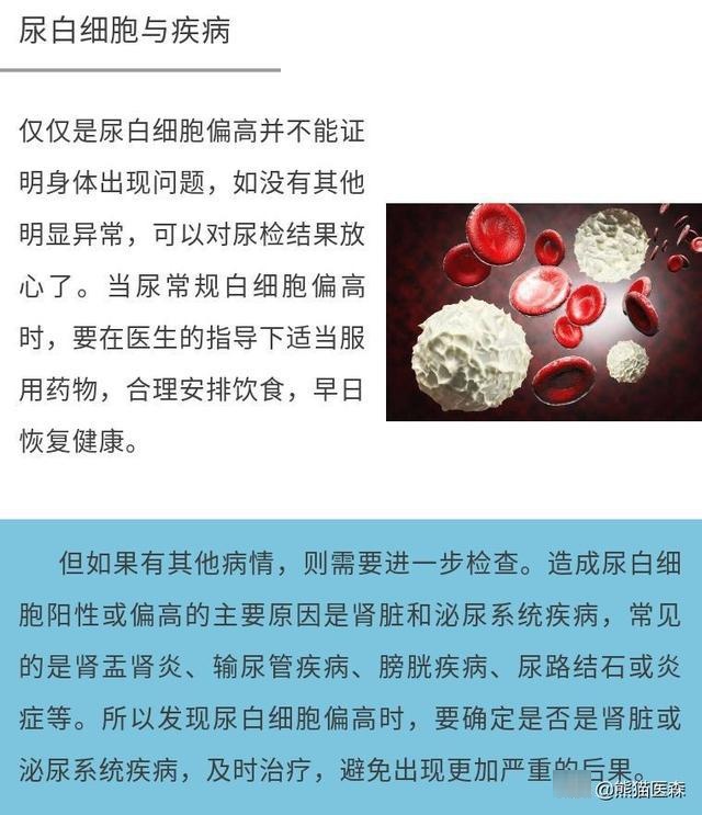 尿常规又有了白细胞，我该怎么办？