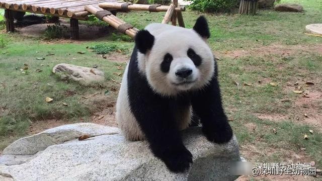 这就是「小盆友」们开学时的样子啦