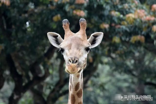 这就是「小盆友」们开学时的样子啦