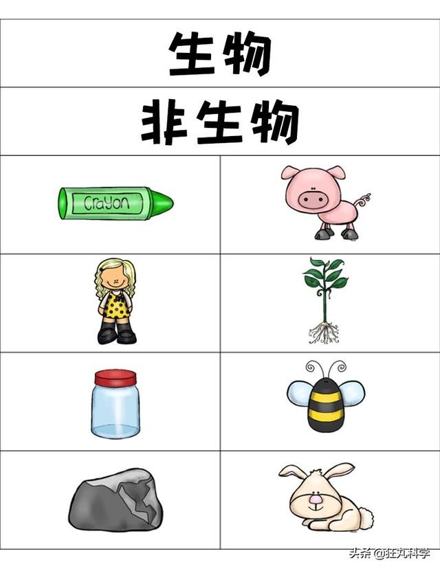 生物VS非生物，该怎么教孩子区分两者？