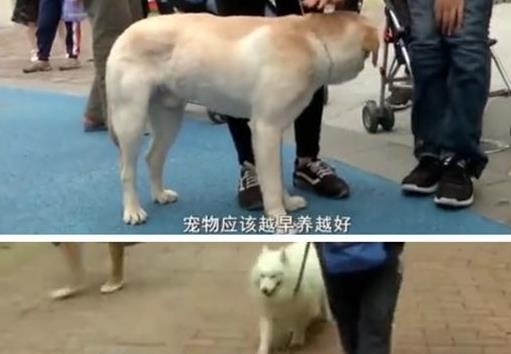 专家又来骗你养狗了，最新研究表明：养狗的人更容易幸福！