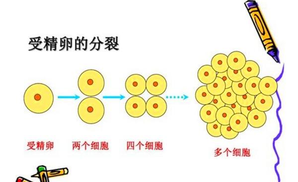 女人“怀孕”后几天能测出来？答案让人很惊讶，没想到那么早
