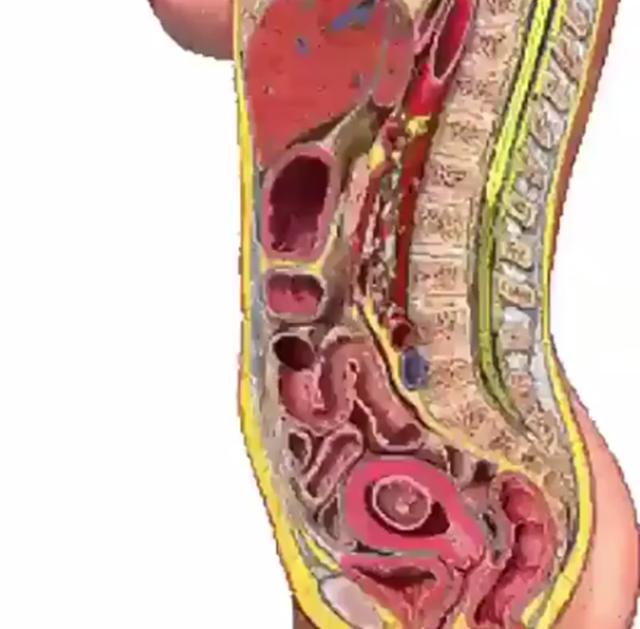 怀孕对孕妈影响，内脏受压、生理曲度改变的过程，五张图一次看清