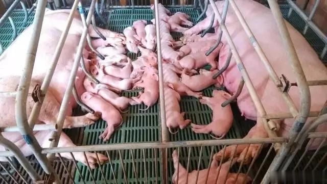 猪场母猪难产看民间养猪高手是怎么做的！你又是怎么做的！