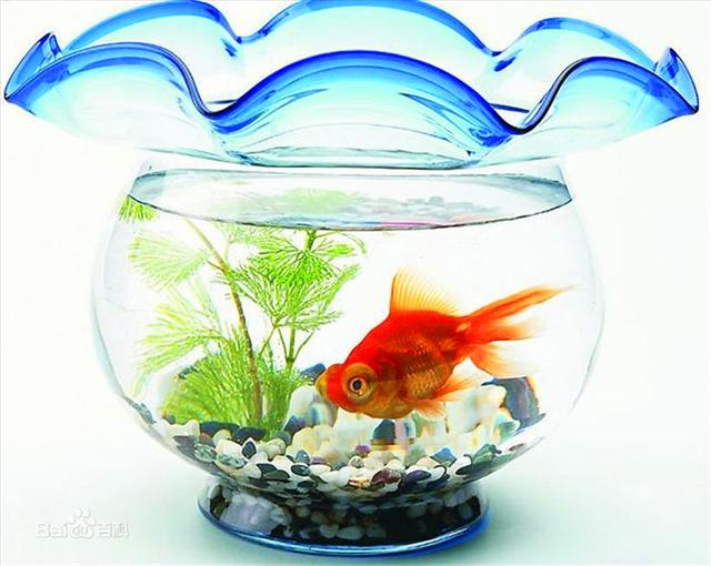 孩子要“盯”着才能成才？鱼缸法则：“放手”比“控制”更有力量