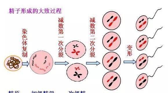 一个精子“长大成人”的经历，满满都是辛酸泪，科学家用照片记录