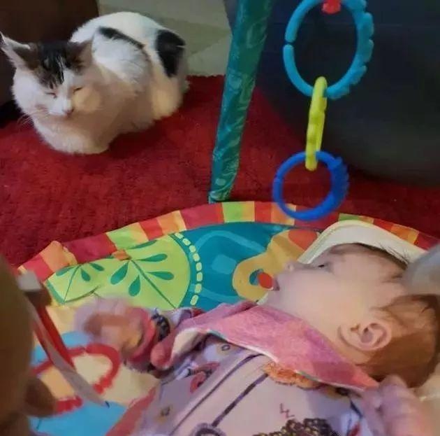 猫咪为了报恩，一心一意帮忙照顾孩子，只为了自己最爱的铲屎官