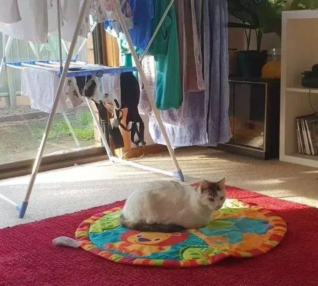 猫咪为了报恩，一心一意帮忙照顾孩子，只为了自己最爱的铲屎官