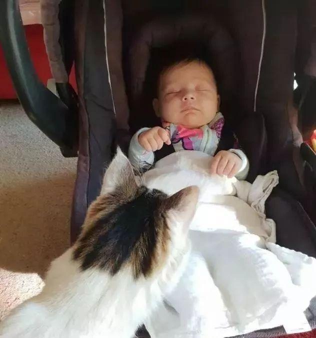 猫咪为了报恩，一心一意帮忙照顾孩子，只为了自己最爱的铲屎官