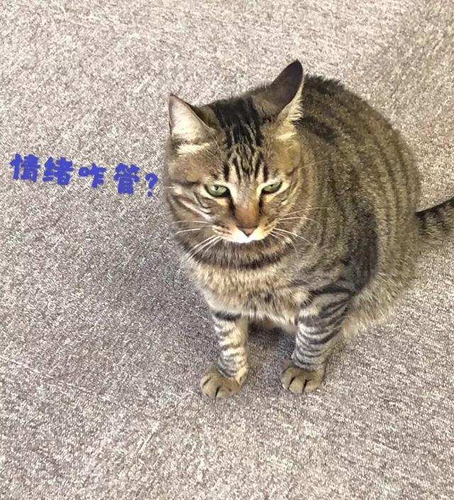 轻松驾驭你的情绪，做自己情绪的主人