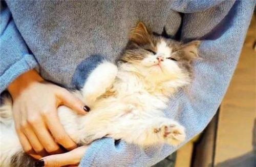 怀孕后还能不能养猫？别再纠结了，看完后就知道该怎么做！