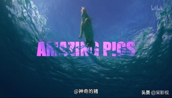 看完“神奇的猪”，你还会觉得猪“笨”了么