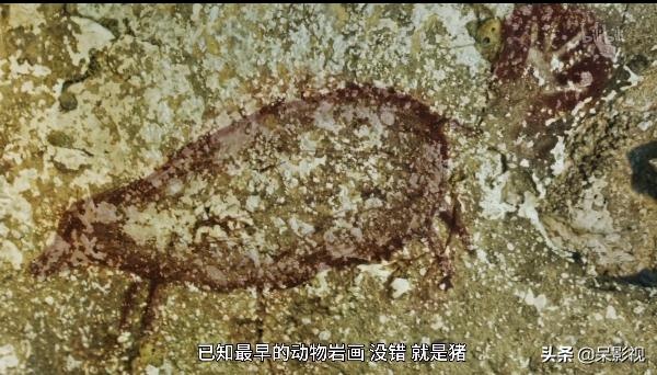 看完“神奇的猪”，你还会觉得猪“笨”了么