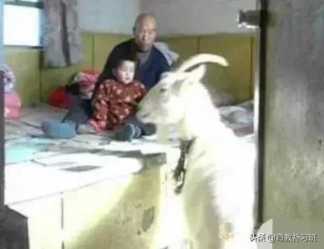 出生48天妈妈就离世，可怜的婴儿竟是被一头羊喂大的！