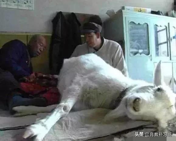 出生48天妈妈就离世，可怜的婴儿竟是被一头羊喂大的！
